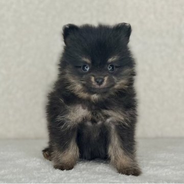 ポメラニアン【神奈川県・女の子・2025年10月25日・ブラック&タン】の写真「可愛い女の子」