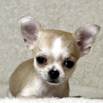 フォーン系のチワワ(スムース)の子犬を探す｜ブリーダー直販の