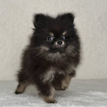 ポメラニアン【神奈川県・女の子・2025年9月4日・ブラック&タン】の写真「可愛い女の子」