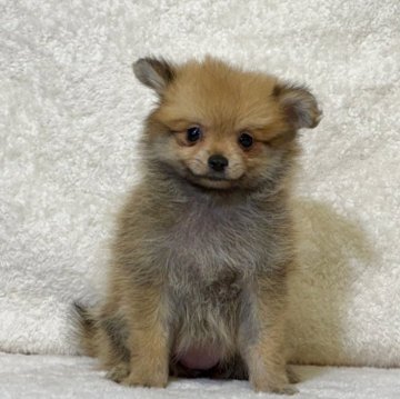 くり　もじゃ犬　うたたね　白オレンジ ポメラニアンのオレンジ系の子犬を探す｜ブリーダー直販の子犬