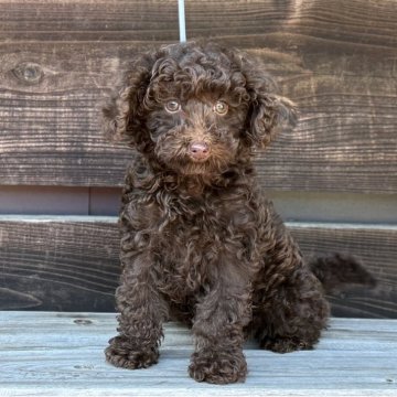 トイプードル(トイ)【神奈川県・女の子・2025年9月20日・ブラウン】の写真「可愛い女の子」