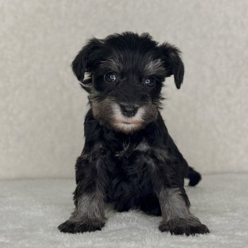 ミニチュアシュナウザー【神奈川県・女の子・2025年10月30日・ソルト&ペッパー】の写真「可愛い女の子」