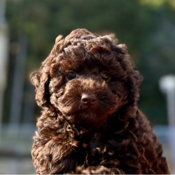 トイプードル(トイ)【神奈川県・男の子・2025年10月10日・ブラウン】の写真「可愛い男の子」