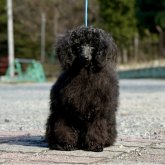 トイプードル(トイ)