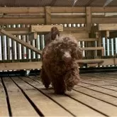 トイプードル(トイ)