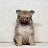ポメラニアン