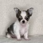 チワワ(ロング)