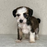 チャイニーズ・クレステッド・ドッグ