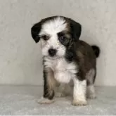 チャイニーズ・クレステッド・ドッグ