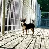 チワワ(スムース)