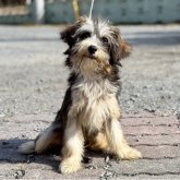 チャイニーズ・クレステッド・ドッグ