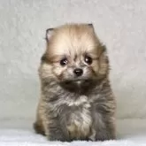 ポメラニアン
