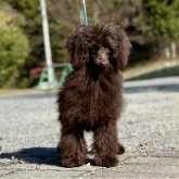 トイプードル(トイ)