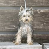 ヨークシャーテリア