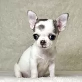 チワワ(スムース)