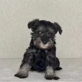 ミニチュアシュナウザー【神奈川県・女の子・2025年10月30日・ソルト&ペッパー】の写真1