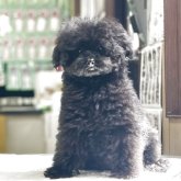 トイプードル(タイニー)