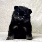 ポメラニアン