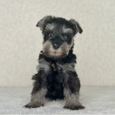 ミニチュアシュナウザー