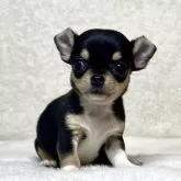 チワワ(スムース)
