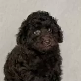 トイプードル(トイ)