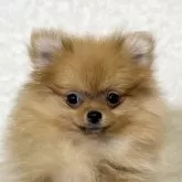 ポメラニアン