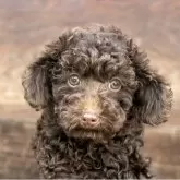 トイプードル(トイ)