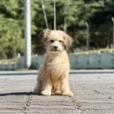 チャイニーズ・クレステッド・ドッグ