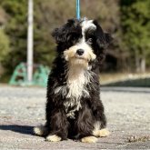 チャイニーズ・クレステッド・ドッグ