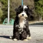 チャイニーズ・クレステッド・ドッグ