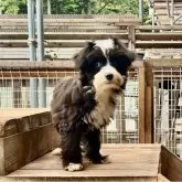 チャイニーズ・クレステッド・ドッグ