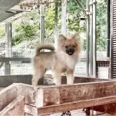 ポメラニアン