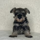 ミニチュアシュナウザー