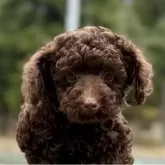 トイプードル(トイ)