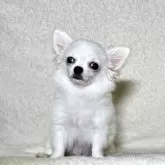 チワワ(ロング)【神奈川県・女の子・2025年3月25日・クリーム&ホワイト】の写真1