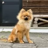 ポメラニアン