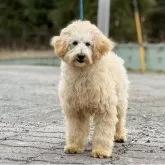 トイプードル(トイ)