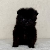 ポメラニアン