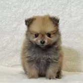 ポメラニアン