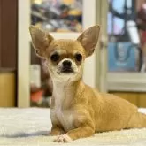 チワワ(スムース)【神奈川県・女の子・2025年5月25日・レッド&ホワイト】の写真1