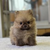 ポメラニアン
