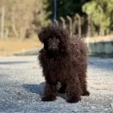 トイプードル(トイ)【神奈川県・男の子・2025年6月19日・ブラウン】の写真1