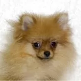 ポメラニアン