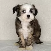 チャイニーズ・クレステッド・ドッグ