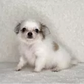 チワワ(ロング)【神奈川県・男の子・2025年7月25日・フォーン&ホワイト】の写真1