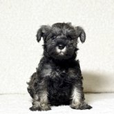ミニチュアシュナウザー