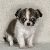 チワワ(ロング)