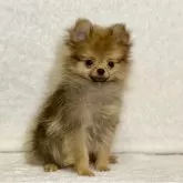 ポメラニアン