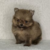 ポメラニアン
