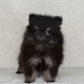 ポメラニアン